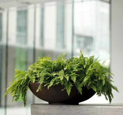Produktbild von Pflanzschale Lafiora Liam Kunststoff Ø 60 cm H 16,5 cm braun