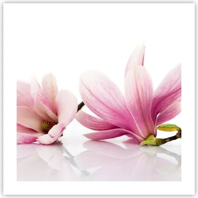 Produktbild von Poster - Poster ohne Rahmen - Magnolie blume natur pflanze - 50x50 cm - Wand Bild - Wanddeko - Wandbilder - Kunstposter - Wandposter - Bilder - Kunstdruck - Wanddekoration - Wandbild - P2XAC50x50-2641