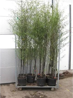 Zdjęcie produktu dla Phyllostachys nigra doniczka C5-5 litrów ok. 75-125 cm - Czarny bambus trzcinowy - Czarny bambus