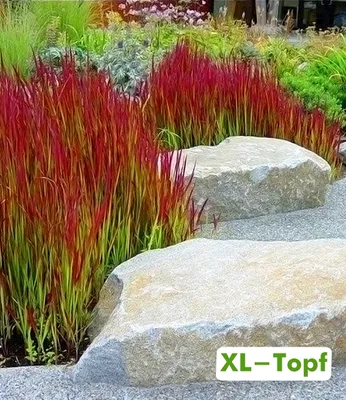 Produktbild von BALDUR Garten 1x Japanisches Blutgras 'Red Baron' Pflanze im 14 cm XL-Topf, einzigartig, leuchtrotes Ziergras, Blickfang mit rot-grünen Halmen, winterhart & mehrjährig, pflegeleicht