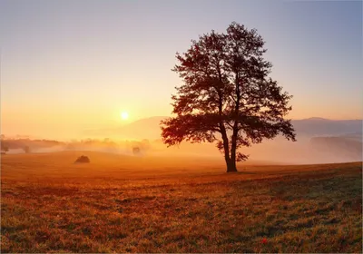 Produktbild von Wallario Poster - Sonnenaufgang über der Wiese mit Nebel, Kunstdruck Größe: 70 x 100 cm
