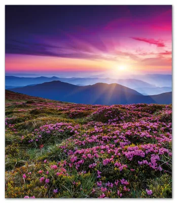 Produktbild von Wallario Herdabdeckplatte aus Glas, Größe 52 x 60 cm 1-teilig, Motiv Blumenbedeckte Wiese bei Sonnenuntergang