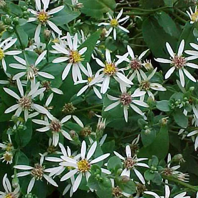 Produktbild von 6 x Sperrige Aster - Aster divaricatus  | Topf 9cm x 9cm