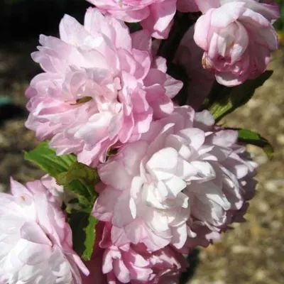 Productafbeelding van 2 x Steppenkers (Prunus glandulosa 'Rosea Plena') | 30-40 cm, in pot