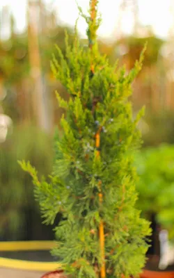 Image de Genévrier colonnaire Juniperus Virginiana Canaertii 50 - 60 cm à feuilles persistantes