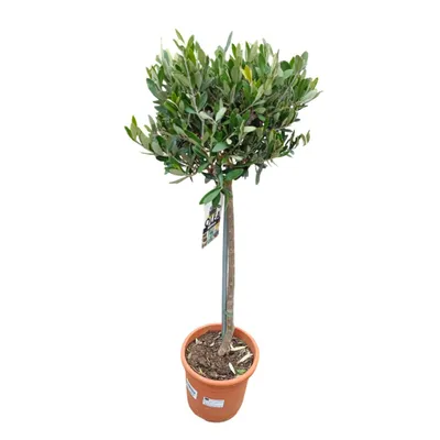 Produktbild von Olea europaea – Olivenbaum Hochstamm Topf Ø 18 cm