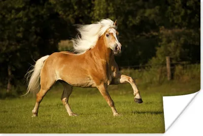 Produktbild von MuchoWow® Poster Haflinger Pferd im Galopp 180x120 cm - Fotoplakat