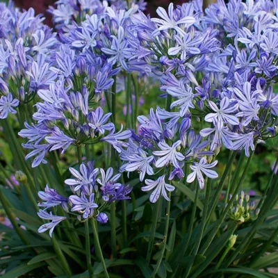 Immagine prodotto di 6 x Agapanthus africano  - Agapanthus africanus 'Wolga'  | Vaso 9 cm x 9 cm