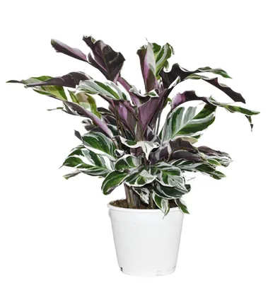 Produktbild von Zynesflora Calathea White Fushion Korbmarante im Ø 14 cm Pflanzentopf - Höhe: 35 - 40 cm - Luftreinigende Wohnzimmerpflanze Echte Zimmerpflanze