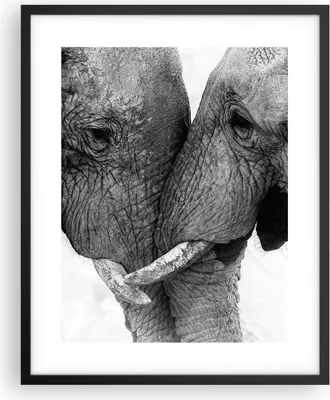 Produktbild von Gerahmtes Poster - Schwarzer Rahmen - Elefanten Safari Bond - 40x50 cm - Wand Bild - Wanddeko - Wandbilder - Kunstposter - Wandposter - Bilderrahmen - Bilder - Kunstdruck - P2BPA40x50-4973