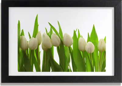 Produktbild von Bild 30x20 MDF-Rahmen, Wandkunst weiße Tulpen