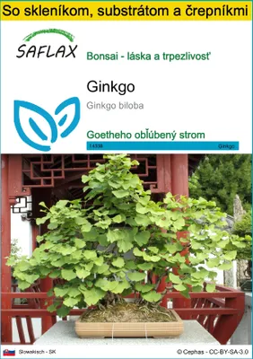 Obrázok produktu pre SAFLAX Kultivačný set - ginkgo - Ginkgo biloba - 4 Semená - S mini skleníkom, pestovateľským substrátom a 2 črepníkmi