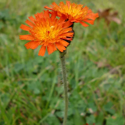 Obrázek produktu pro 6 x jestřábník oranžový - Hieracium aurantiacum | květináč 9 cm x 9 cm