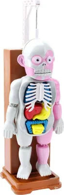 Produktbild von Kinder Cartoon Tricky Fun Simulation Puppenspiel Figurenspielzeug Dekoration für Kinder Menschliches Körpermodell