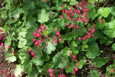 Produktbild von 6 x Purpurglöckchen Leuchtkäfer - leuchtend rot -  TB 9