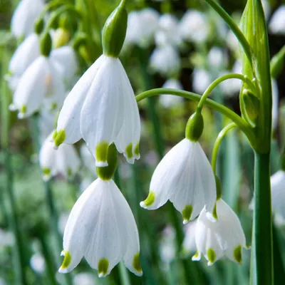 Image de 40x Leucojum Aestivum - Zomerschneeklokje - Wit - Voorjaarsbloeier - Bolmaat 8/9