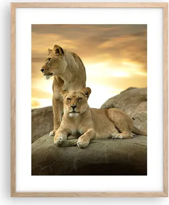 Produktbild von Gerahmtes Poster - Rahmen in heller Eiche - Löwen Sonnenuntergang Felsen Krallen - 40x50 cm - Wand Bild - Wanddeko - Wandbilder - Wandposter - Bilderrahmen - Bilder - Kunstdruck - P2NPA40x50-2958