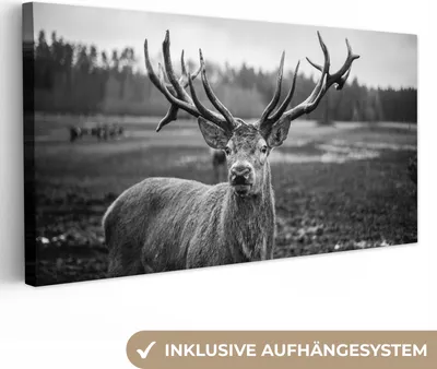 Produktbild von MuchoWow® - Leinwandbilder - Tiere - Hirsch - Geweih - Schwarz und weiß - Natur, Wandbild, Wanddeko Bilder Wohnzimmer, 40x20 cm