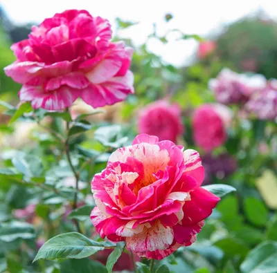 Produktbild von Rosen Pflanzen Rot - 1 Pflanze - Stauden Winterhart Mehrjährig - Duftende Echte Rosen aus Holland - für Garten und Topf (keine Samen, nicht künstlich)