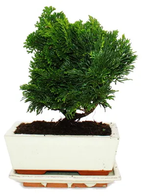 Produktbild von Outdoor-Bonsai - Chamaecyparis - Scheinzypresse - 3-4 Jahre alt - incl. Untersetzer