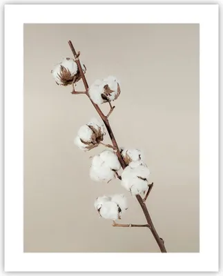 Produktbild von Poster - Poster ohne Rahmen - Baumwolle Zweig Boho - 40x50 cm - Wand Bild - Wanddeko - Wandbilder - Kunstposter - Wandposter - Bilder - Kunstdruck - Wanddekoration - Wandbild - P2XPA40x50-4730