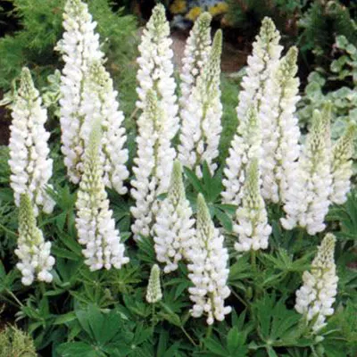 Obrázok produktu pre 6 x lupina  - Lupinus 'Noble Maiden'  | Kvetináč 9 cm x 9 cm
