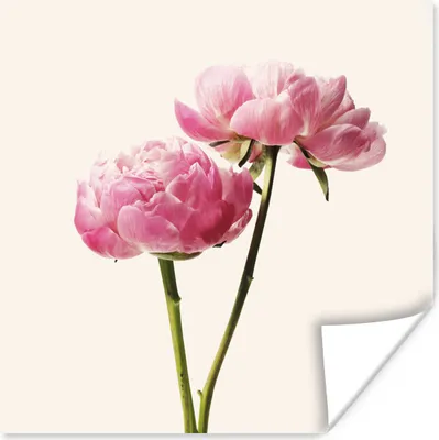 Produktbild von MuchoWow® Poster Blumen - Blüte - Rosa 50x50 cm - Wohnzimmerdekoration