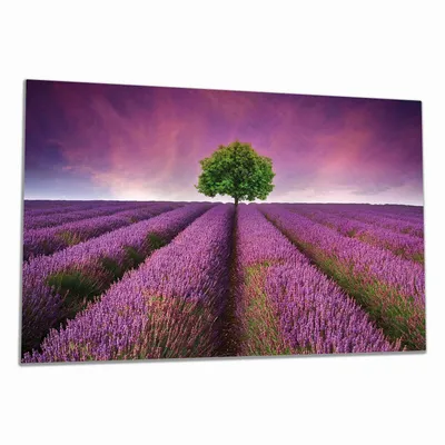 Produktbild von Wallario Herdabdeckplatte aus Glas, Größe 90 x 52 cm 1-teilig, Motiv Lila Blumenfeld