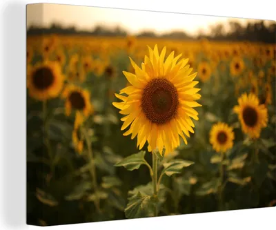 Produktbild von OneMillionCanvasses® - Leinwandbilder - 140x90 cm, Sonnenblume - Landschaft - Bangladesch, Wandbilder Kunstdruck Wanddekoration