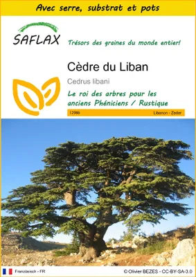 Image de SAFLAX Ensemble de culture - Cèdre du Liban - 20 graines - Cedrus