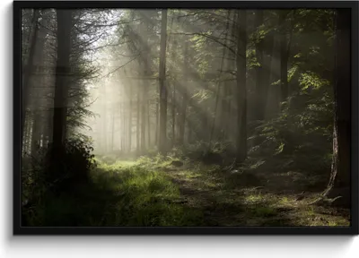 Produktbild von MuchoWow® MuchoWow® Gerahmtes Poster Wald - Baum - Nebel 90x60 cm - Poster mit zchwarzem Bilderrahmen - Fotorahmen - Foto-Plakat