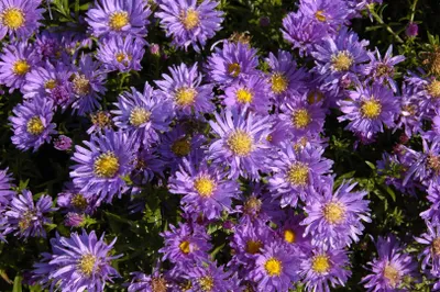 Zdjęcie produktu dla Aster "Blaue Lagune" w doniczce - Aster dumosus