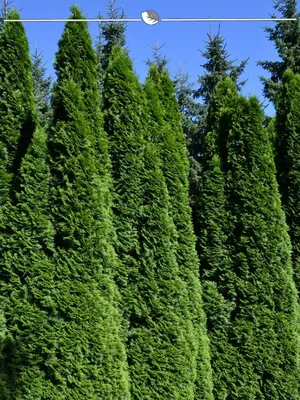 Produktbild von Lebensbaum Thuja Smaragd 200-225 cm, 5x Heckenpflanze