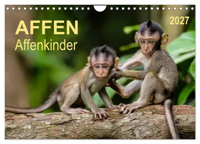 Produktbild von Affen - Affenkinder (Wandkalender 2027 DIN A4 quer), CALVENDO Monatskalender