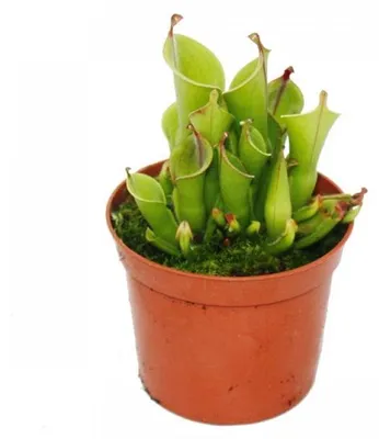 Immagine prodotto di Pianta carnivora - Heliamphora palustre - Heliamphora - Vaso da 9 cm - Rarità