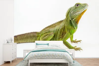Produktbild von MuchoWow® Fototapete für Wohnzimmer oder Schlafzimmer Wandtapete Vinyl Motivtapete Eine grüne Eidechse auf weißem Hintergrund - 390x260 cm - Papiertapete