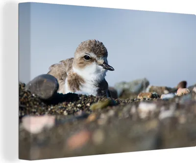 Produktbild von OneMillionCanvasses® - Leinwandbilder - 140x90 cm, Sandregenpfeifer zwischen Strandsteinen, Wandbilder Kunstdruck Wanddekoration - Foto auf Leinwand - Gemälde auf Holzrahmen