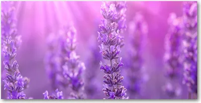 Produktbild von Tulup Glas-Bild -140x70- Wandkunst Dekorative Wand für Küche & Wohnzimmer - Blumen & Pflanzen - Lavendel - Lila