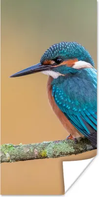 Produktbild von MuchoWow® Poster Vogel - Eisvogel - Tiere - Zweig 20x40 cm - Plakat - Foto