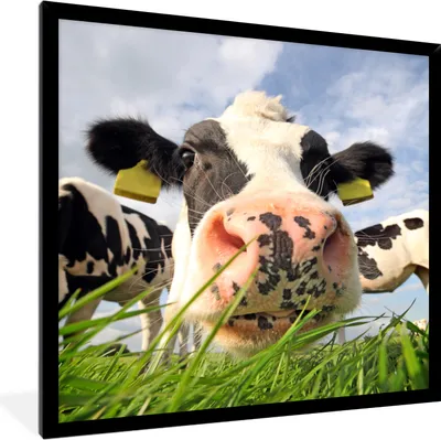 Produktbild von MuchoWow® Gerahmtes Poster Kuh - Bauernhof - Gras - Tiere 40x40 cm - Poster mit Schwarzem Bilderrahmen Wandposter Rahmen Foto Bilder - Mit Rahmen - Wanddekoration Schlafzimmer