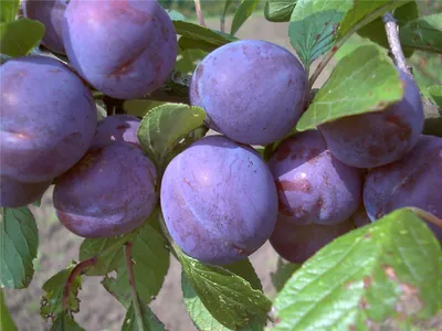 Produktbild von Zwetsche 'Wangenheims Frühzwetsche'