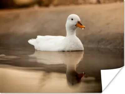 Produktbild von MuchoWow® Poster Ente - Vogel - Wasser - Weiß 80x60 cm - Kunst für zu Hause
