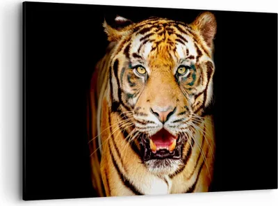 Produktbild von Bild auf Leinwand - Leinwandbild - tiger tier - 120x80cm - Wand Bild - Wanddeko - Wandbilder - Leinwanddruck - Bilder - Kunstdruck - Wanddekoration - Leinwand bilder - Wandkunst - AA120x80-4103