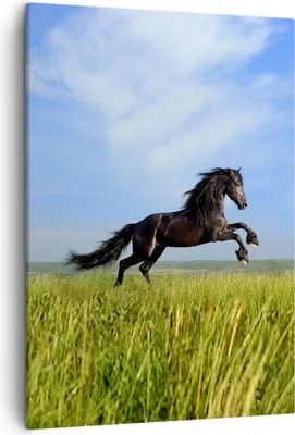 Produktbild von Bild auf Leinwand - Leinwandbild - Einteilig - Schwarzes Pferd Pferd Galopp - 50x70cm - Wand Bild - Wanddeko - Wandbilder - Leinwanddruck - Wanddekoration - Leinwand bilder - Wandbild - PA50x70-0495