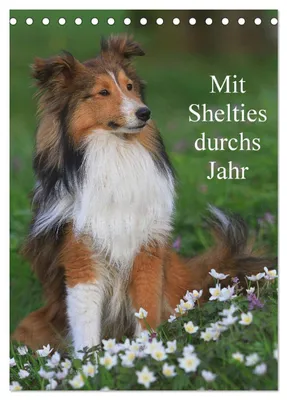Produktbild von Mit Shelties durchs Jahr (Tischkalender 2027 DIN A5 hoch), CALVENDO Monatskalender