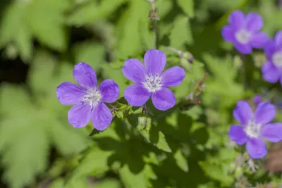 Produktbild von Geranium sylvaticum 'Mayflower', Storchschnabel, violett, ca. 9x9 cm Topf