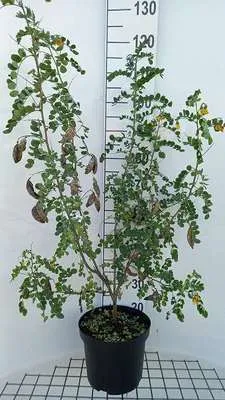 Obrázok produktu pre Colutea arborescens - Blasenstrauch 60- 80 cm Kontajner