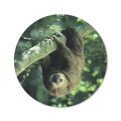 Produktbild von MuchoWow® Mauspad Mousepad Ein Faultier hängt kopfüber in einer grünen Umgebung 20x20 cm - Mousepads - Maus Mat - Pad - Mausunterlage - Schreibtischmatte