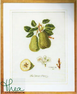 Produktbild von Thea Gouverneur Kreuzstich-Set "Colnar Birnen", Aida-Leinwand, 26x35 cm