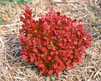 Produktbild von Berberis thunbergii 'Lutin Rouge', Rote Heckenberberitze, 30–40 cm